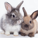 Illustration for article titled Whole Foods is Now Selling Rabbit, Angering the Pro-Bunny Lobby